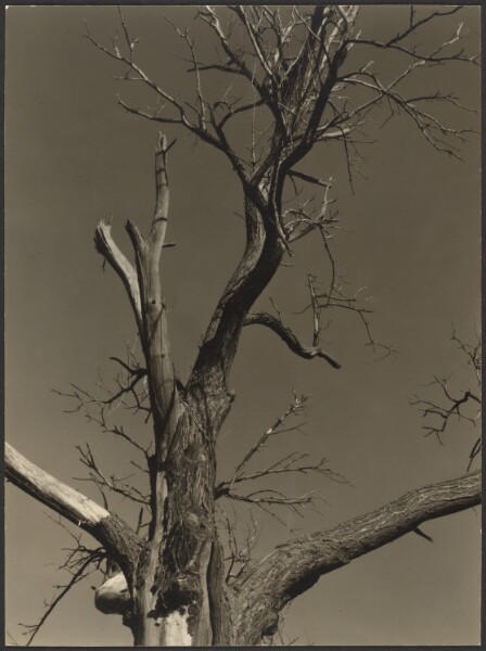 Alfred Stieglitz, Chestnut Tree, Lake George