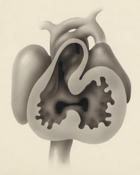 J Tinkelenberg, Embryonic heart