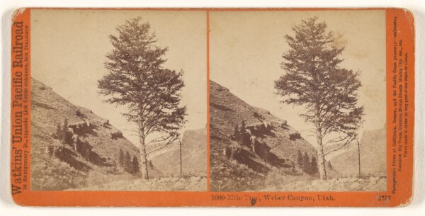 Carleton Watkins, 1000-Mile Tree, Weber Canyon, Utah.