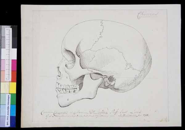 M Houtman, Skull of a Chinese man
