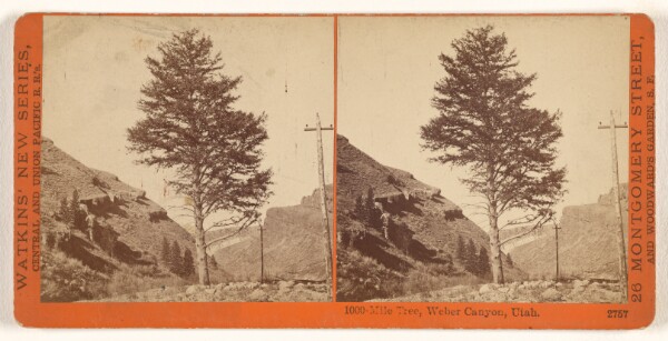 Carleton Watkins, 1000-Mile Tree, Weber Canyon, Utah.