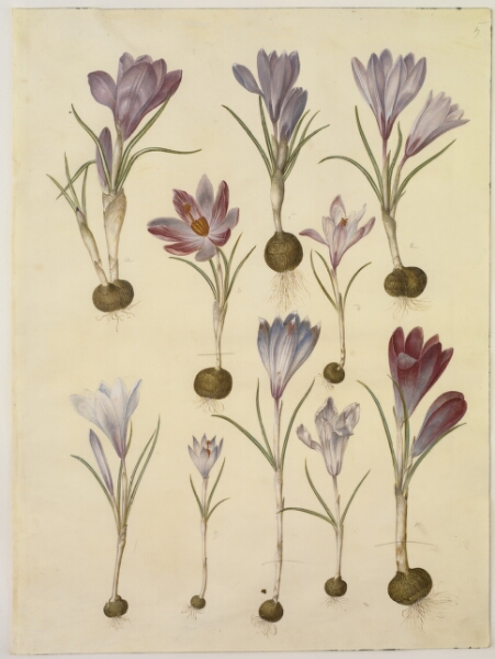 Hans Simon Holtzbecker, Crocus vernus (vår-krokus)