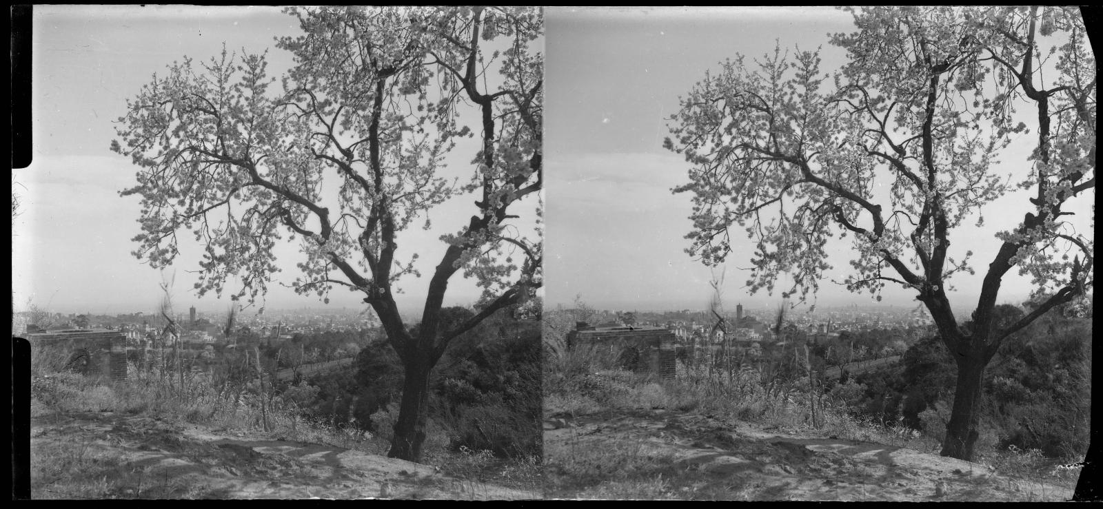 Desconegut, [Ametller florit als entorns del Castell de l'Oreneta]