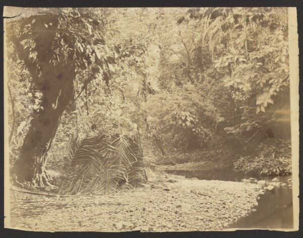Timothy H. O'Sullivan, [Jungle Scene: View of Thatched Hut of Palm Fronds, Isthmus of Darién (Panama)]