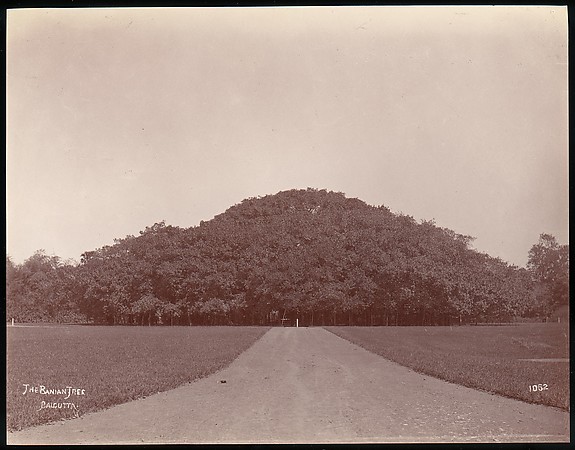 Unknown, The Banyan Tree, Calcutta