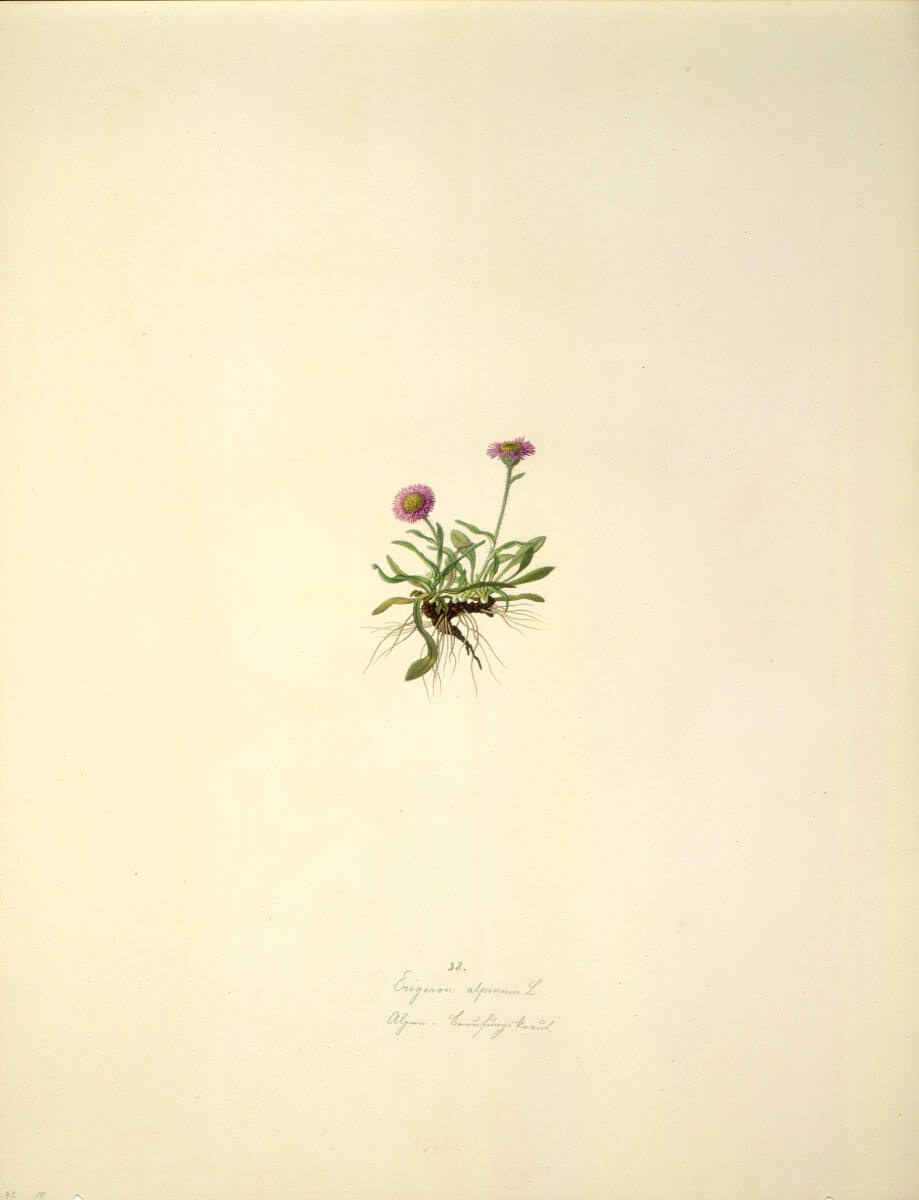 AugustRokert, Erigeron alpinum L - Alpen-Berufkraut