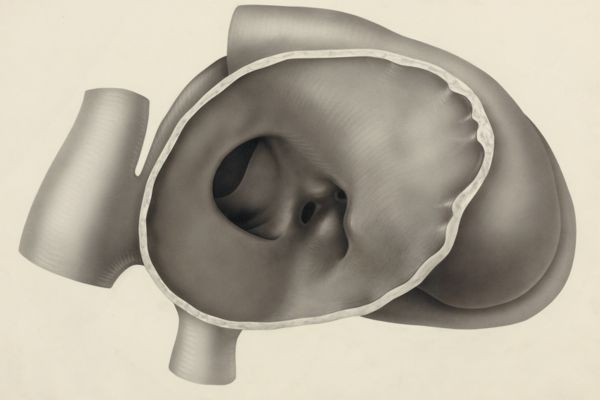 J Tinkelenberg, Heart of a human embryo