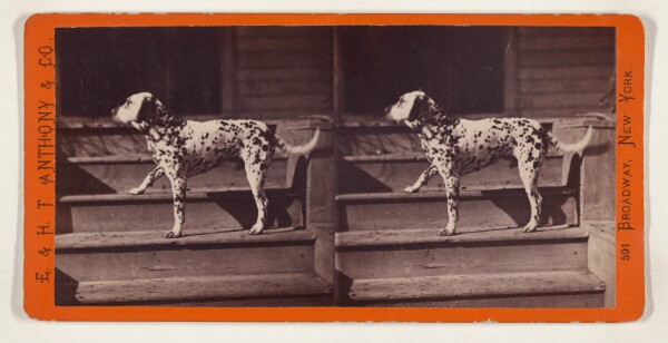 Edward and Henry T. Anthony & Co., Brig. Gen. Ingalls' favorite Dog. Taken at City Point, Va.