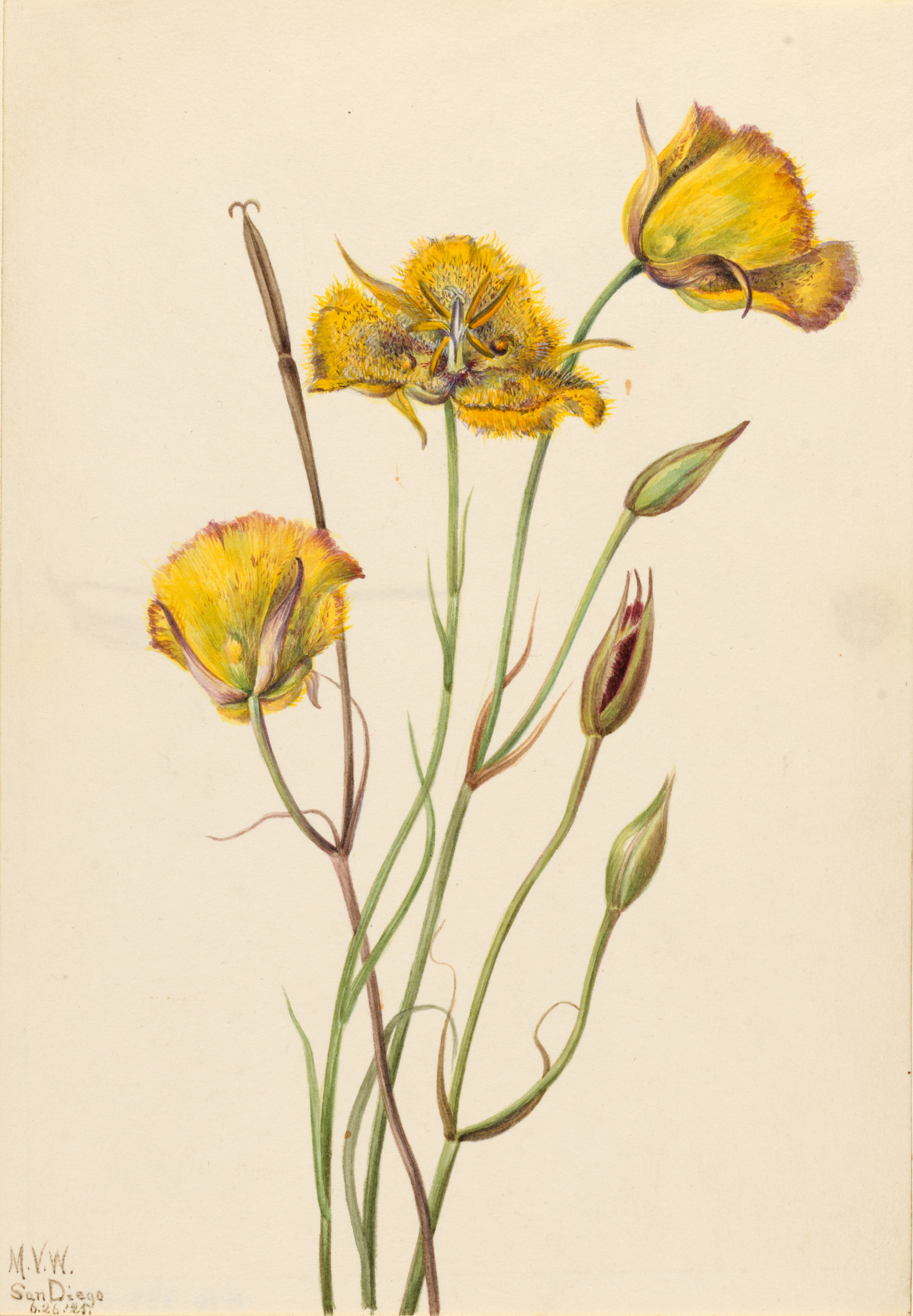 Mary Vaux Walcott, San Diego Mariposa (Calochortus weedii)