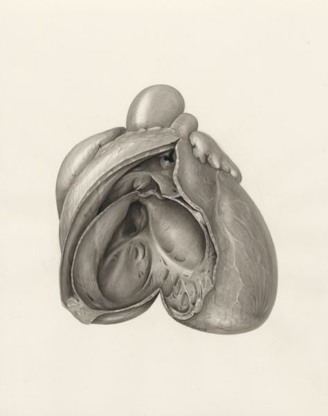 H.G Wetselaar, Heart