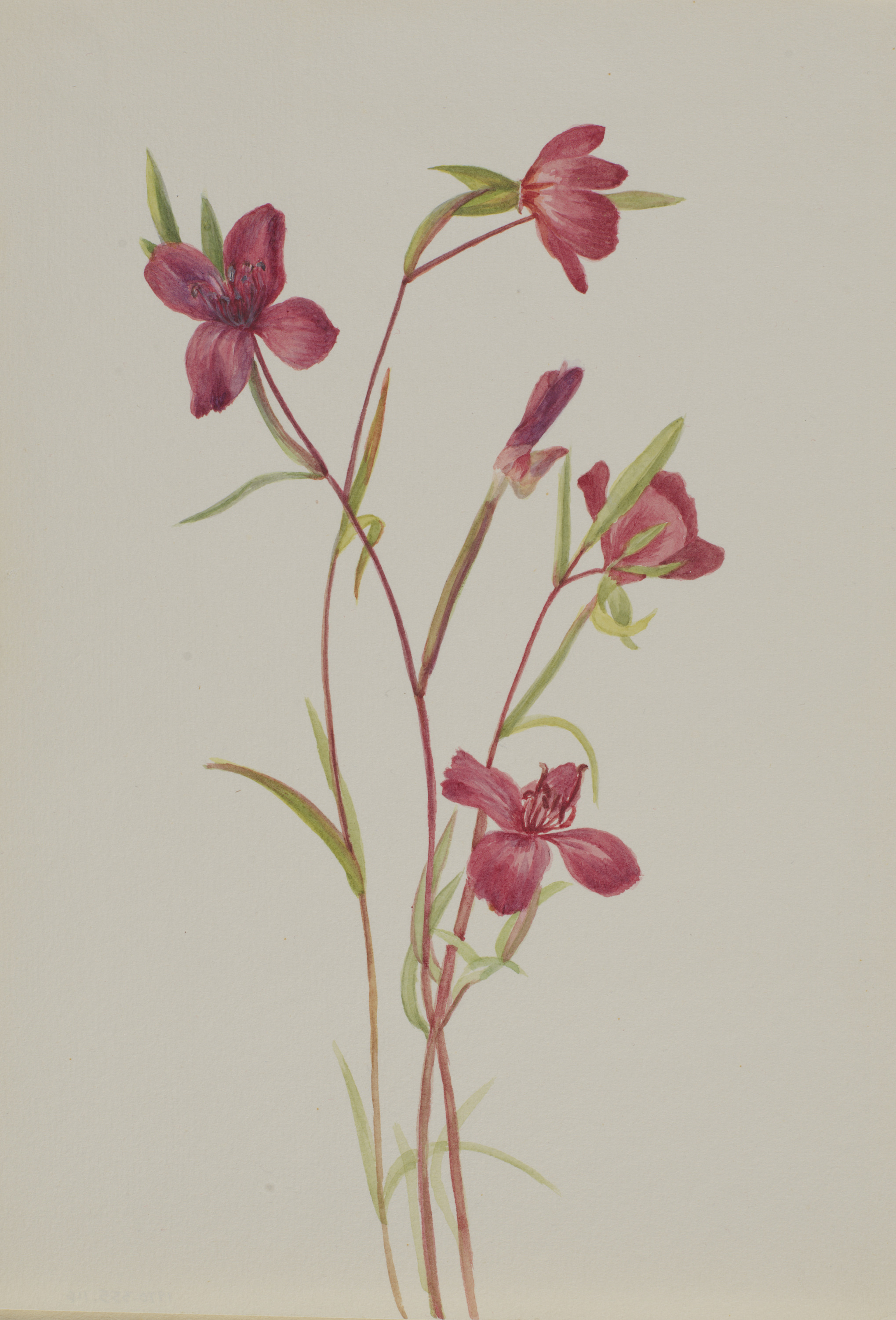 Mary Vaux Walcott, Farewell to Spring (Godetia amoena lilja)