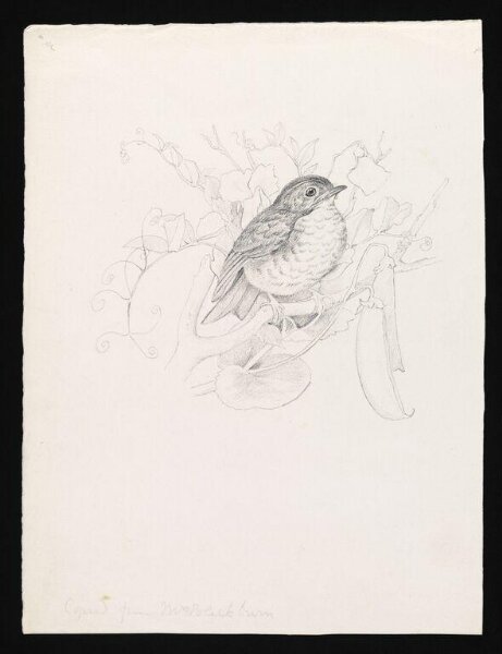 Potter, Beatrix, drawing