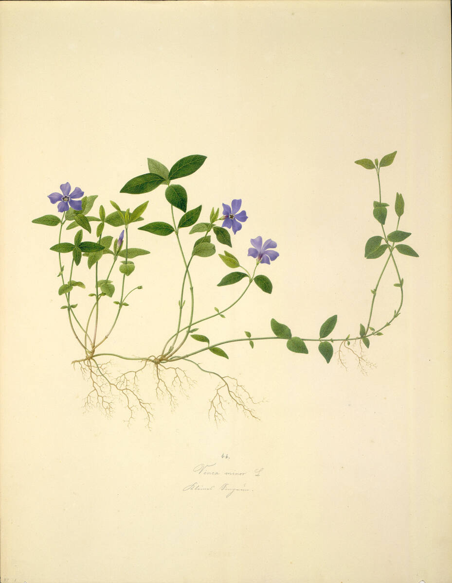 AugustRokert, Vinca minor L - Kleines Immergrün
