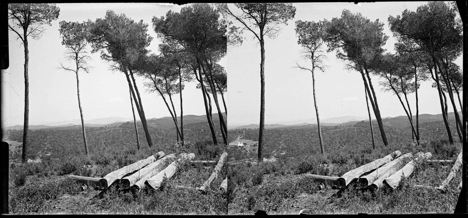 Desconegut, [White pine shades in Vallvidrera]