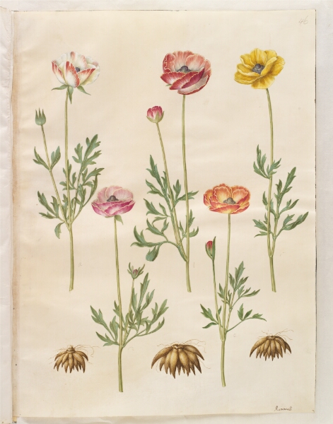 Hans Simon Holtzbecker, Ranunculus asiaticus (have-ranunkel)