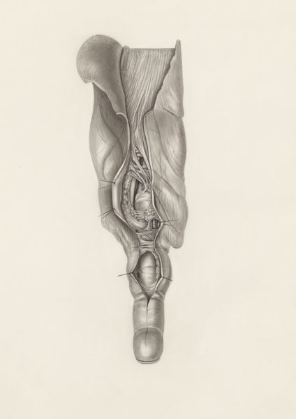 H.G Wetselaar, Muscular tissue of the upper extremities