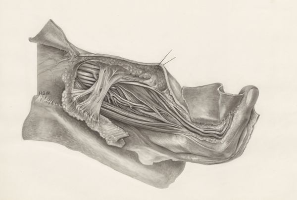 H.G Wetselaar, Muscular tissue of a mammal's finger