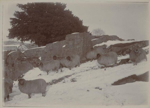 Unknown, Photograph