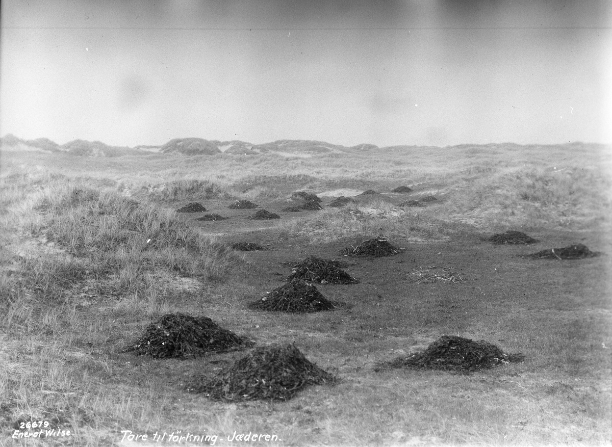 Anders Beer Wilse, Prot: Jæderen - Tarehauge, bondens sjøavling