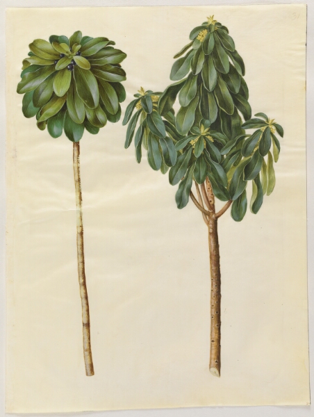 Hans Simon Holtzbecker, Daphne laureola (laurbær-dafne)