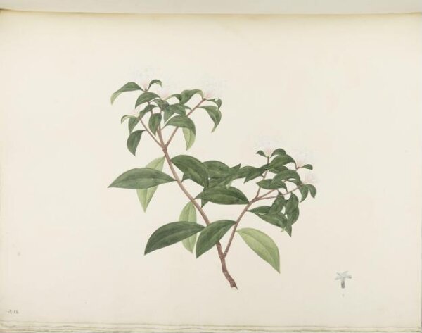 unknown, Flowers and Fruits