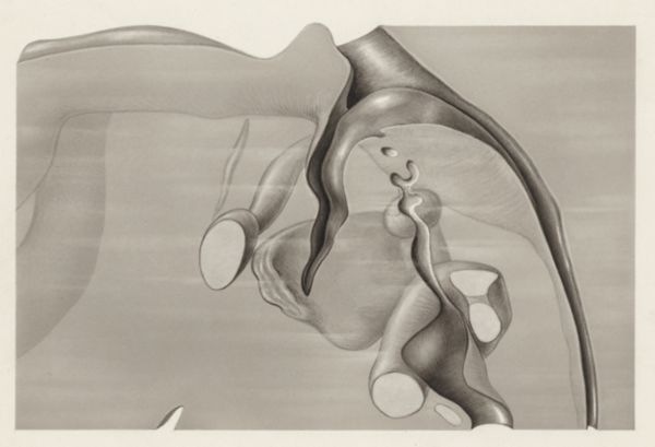 J Tinkelenberg, Specimen of the embryological head