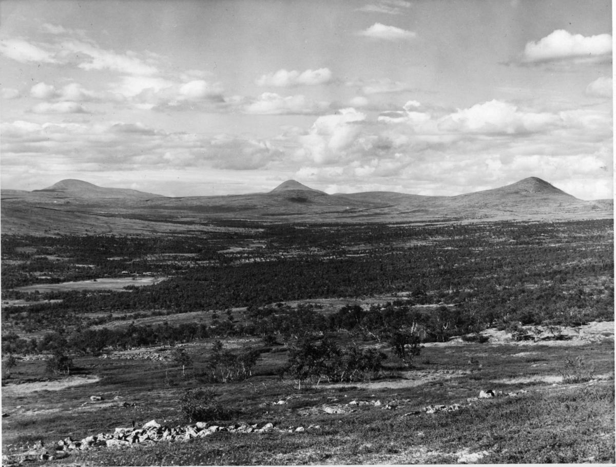 Anders Beer Wilse, Sølen, Misterdalen, Rendalen 1939. Elgpiggen. Fjelllandskap.