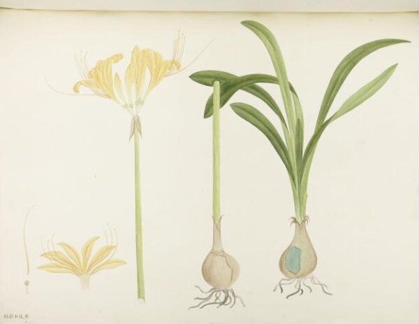 unknown, Flowers and Fruits