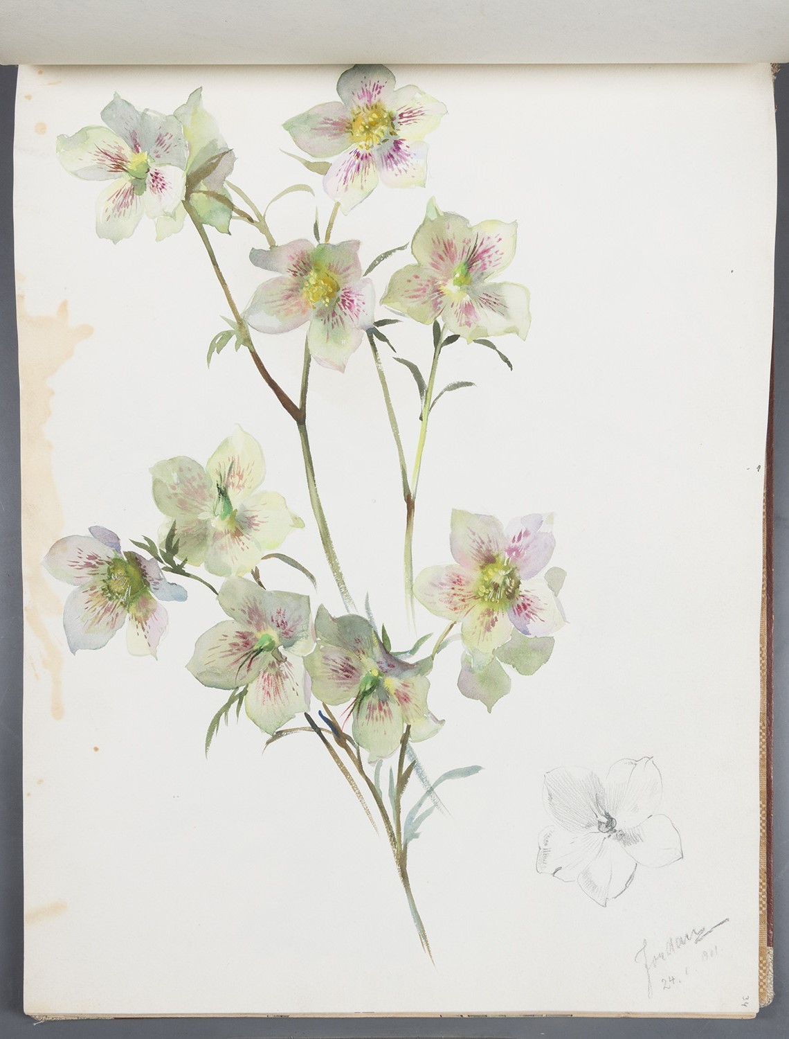 Paul Jordan, Blumen: Blüten des Hartriegels
