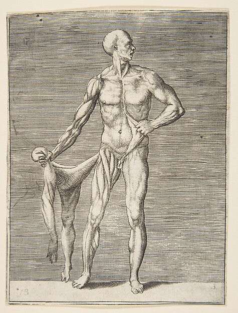 Giulio Bonasone, Flayed man seen from the front, holding the skin of his right arm and leg