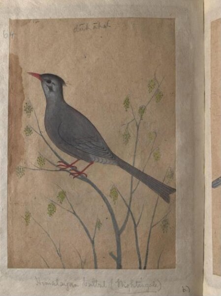 Unknown, Depictions of a Magpie robin and a Himalayan black bulbul of Northern India