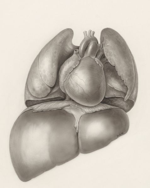 H.G Wetselaar, Heart and adjacent organs