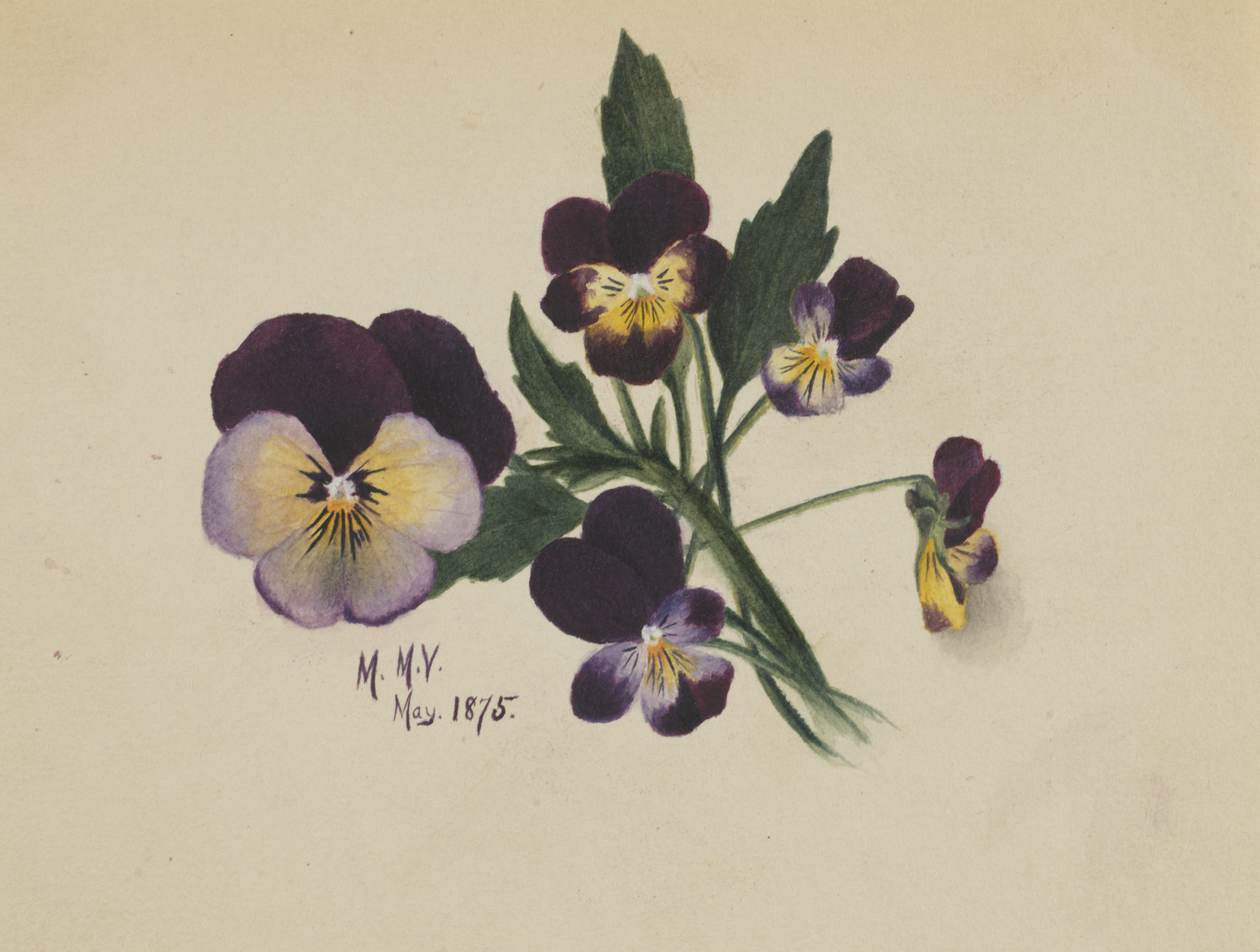 Mary Vaux Walcott, Untitled (Pansies)