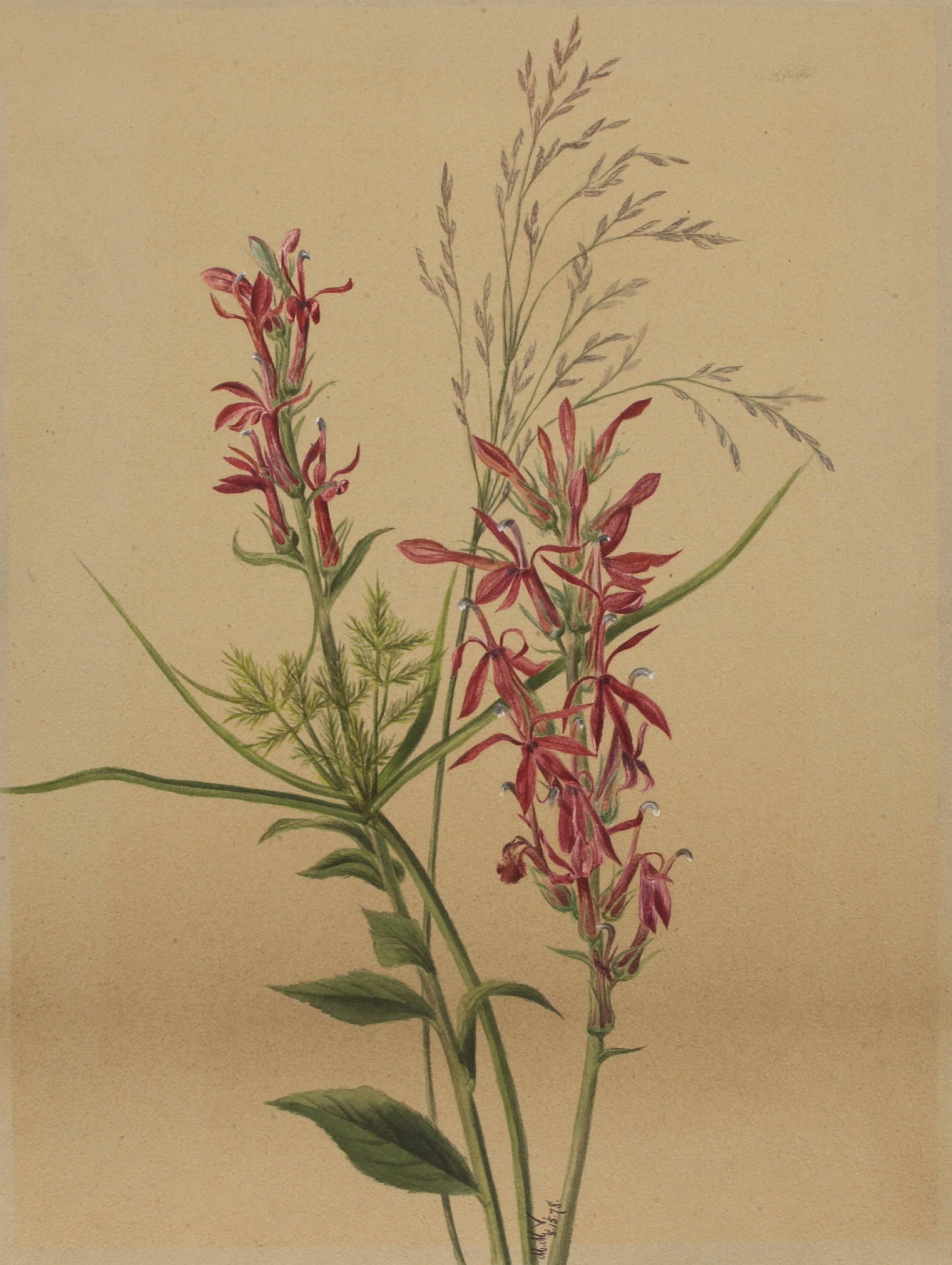 Mary Vaux Walcott, Cardinal Flower (Lobelia cardinalis)