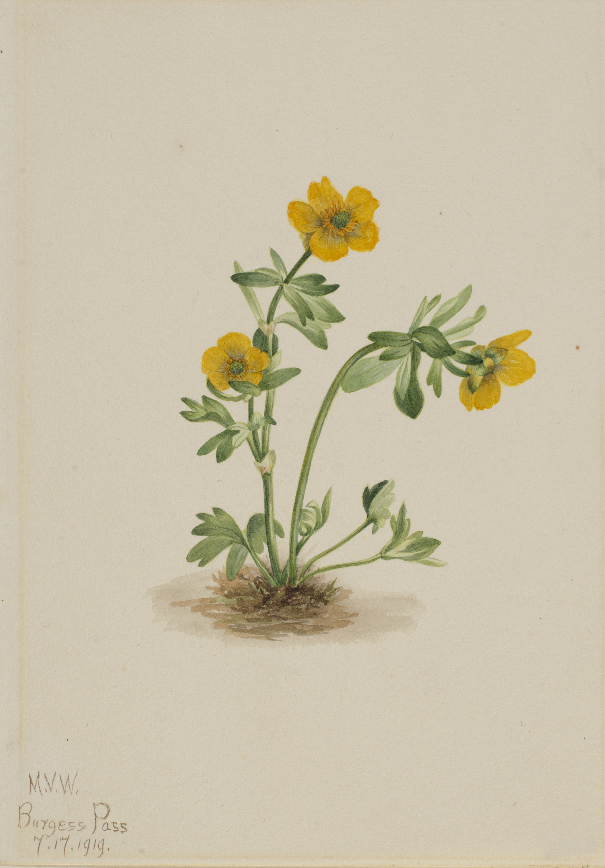 Mary Vaux Walcott, Avalanche Buttercup (Ranunculus suksdorfii)
