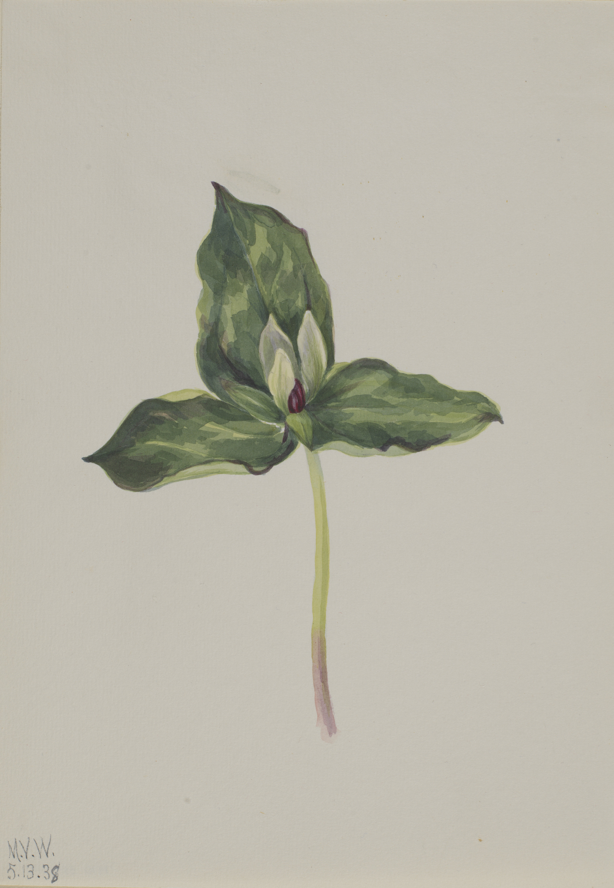 Mary Vaux Walcott, Trillium discolor