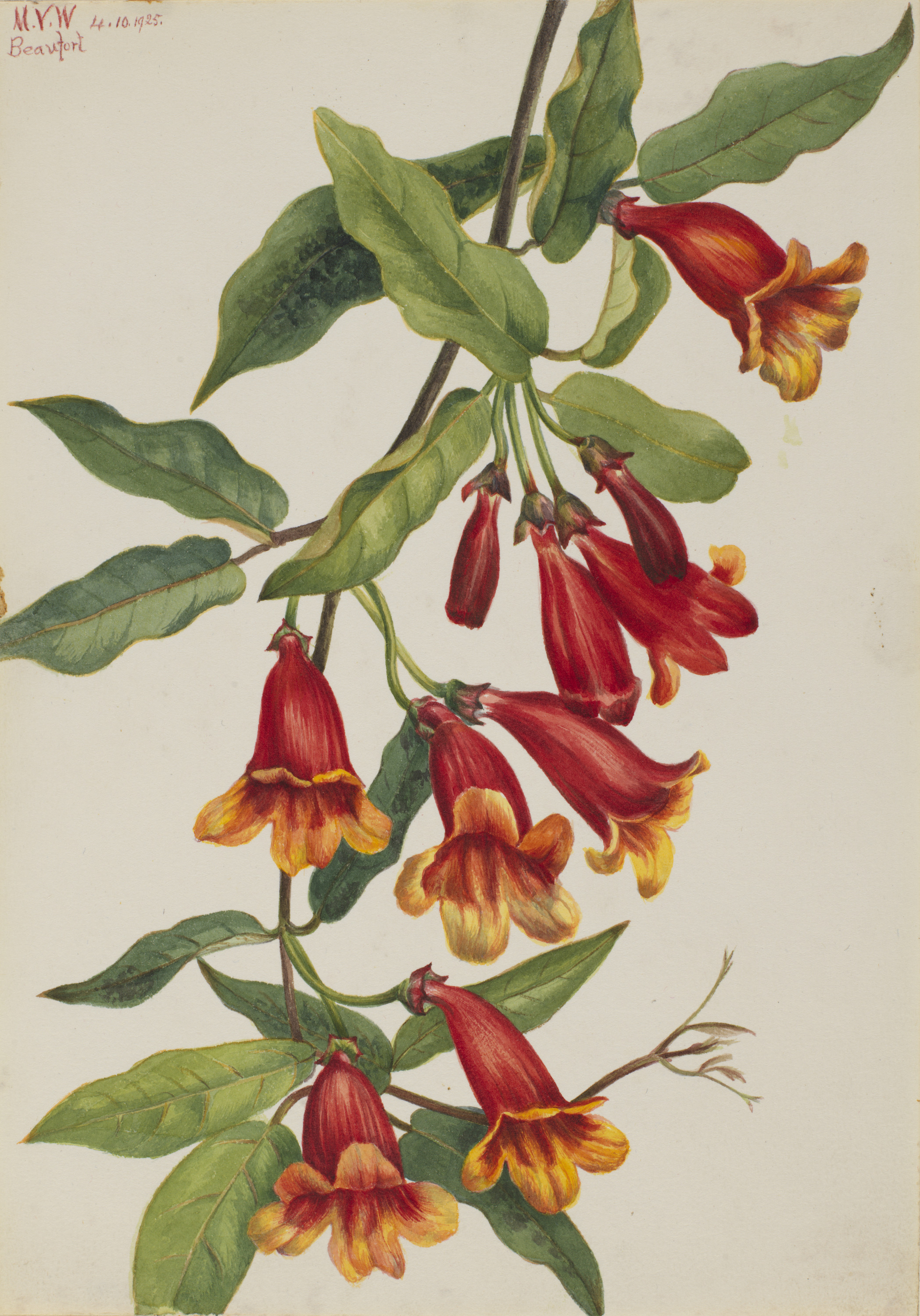 Mary Vaux Walcott, Crossvine (Anisostichus capreolatus)