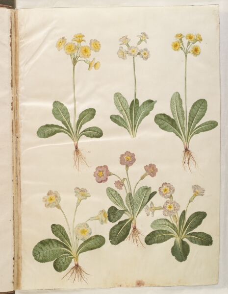 Hans Simon Holtzbecker, Primula veris (hybrid af hulkravet kodriver); Primula vulgaris (hybrid af storblomstret kodriver)