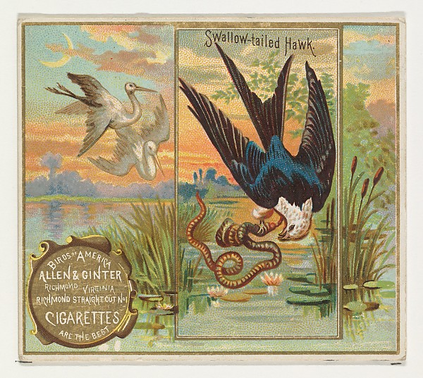 Allen & Ginter, Swallow-tailed Hawk, from the Birds of America series (N37) for Allen & Ginter Cigarettes