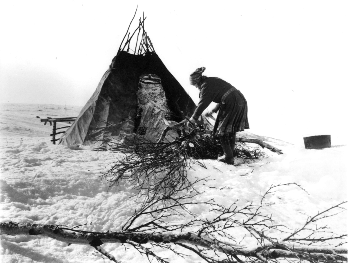 Virginia Raymond Davidson, Berit Ellen Aslak Sara samler kvist og småtrær til ved utenfor et telt i minus 40°. Finnmarksvidda nær Jotkajavrre 1958.