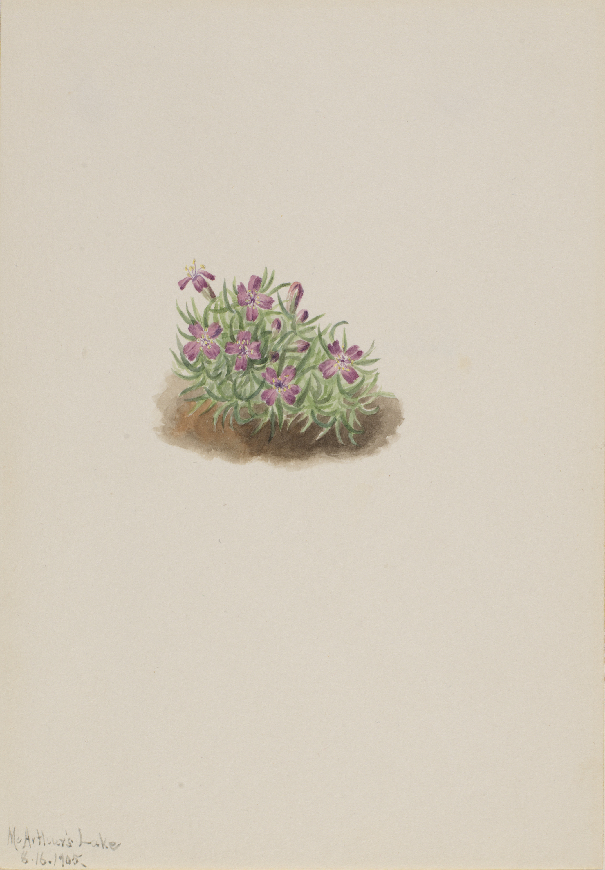 Mary Vaux Walcott, Carpet Pink (Silene acaulis)