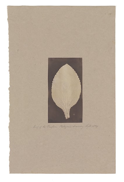 Unknown, Leaf of the Foxglove