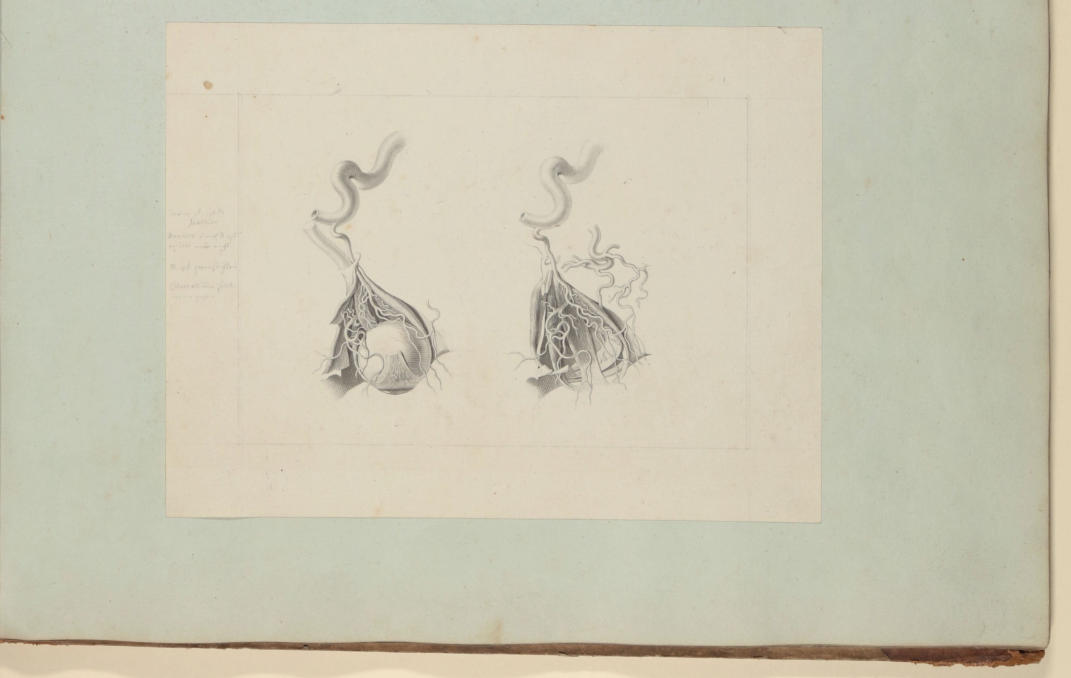 Christian Koeck, Augenarterie mit sowie Verästelung der Augenarterie ohne Augapfel [Vorzeichnung zu Samuel Thomas Soemmerring, Abbildungen des menschlichen Auges, Frankfurt am Main 1801, Tafel IV ("schattierte" Darstellung), Fig. I und II]