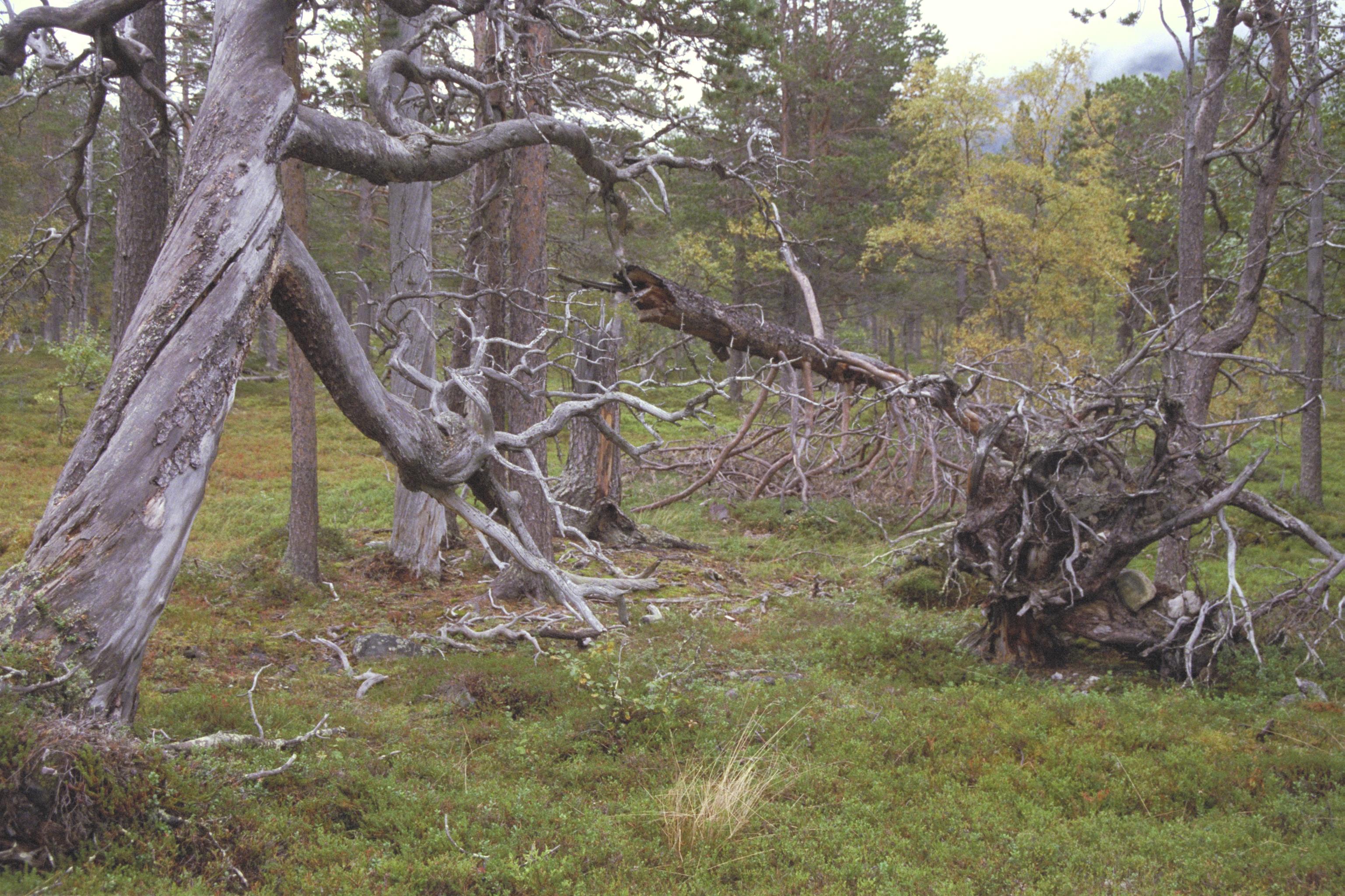 Bengt A Lundberg, Sádis (Satis)
