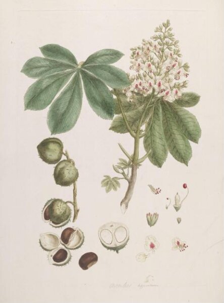 John Miller, Print