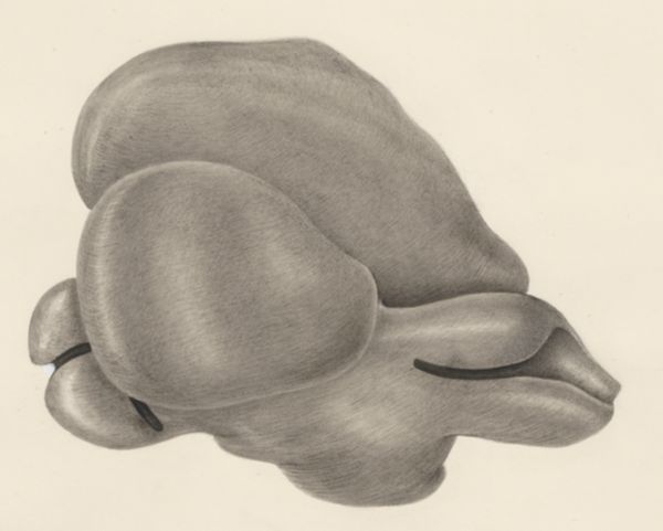 H.G Wetselaar, Embryonic tissue