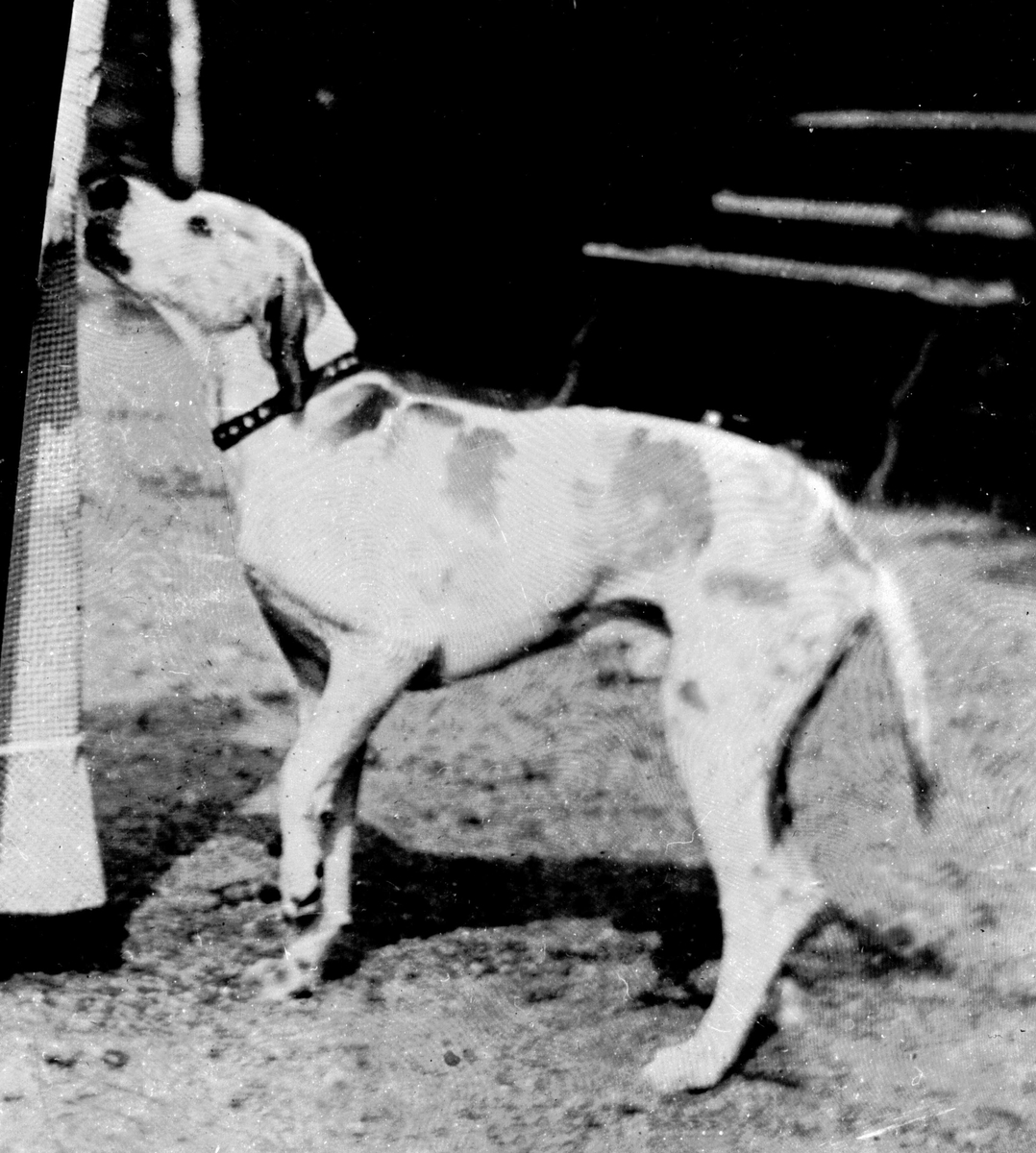 Gustav Borgen, Avfotografering. Portrett, hund på stranda.