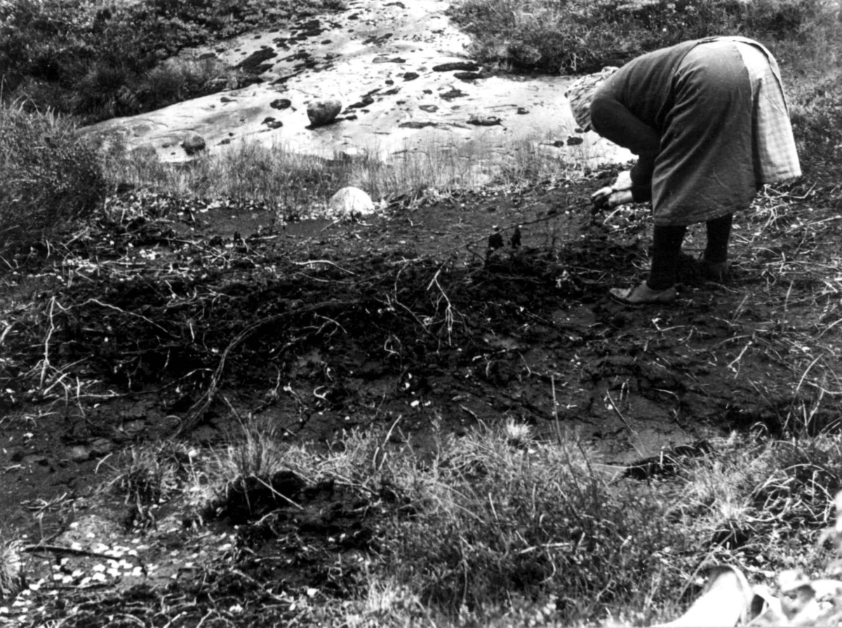 Anna Grostøl, Frøysnes, Bygland, Setesdal, Aust-Agder 1941. Fru Gyro på tegersanking.