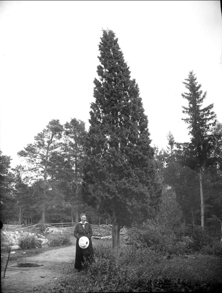 August Fredrik Schagerström, Kvinna vid hög en i Östhammar, Uppland, juli 1915