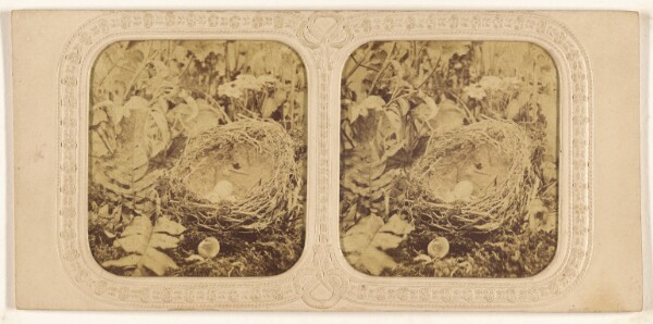 Unknown, [Bird nest with eggs, one hatched]
